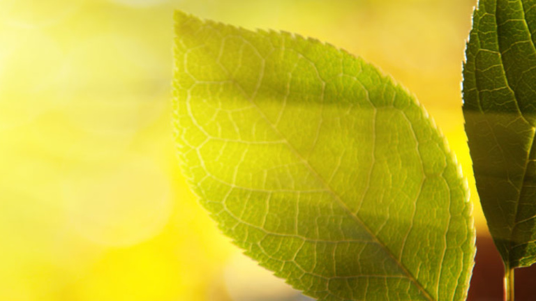 Abstract photo of sun shining through a green leaf